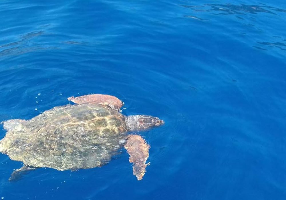 turtle-spoting-laganas-bay-3